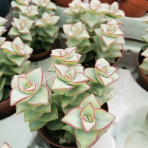 Crassula Perfossa