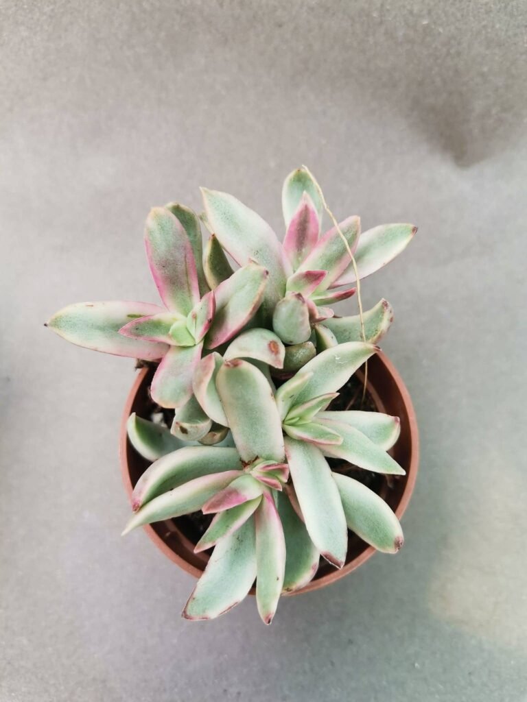 Crassula Rubricaulis Candy Cane