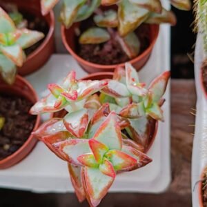 Crassula Rupestris cv High Voltage