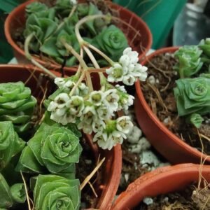 Crassula Socialis