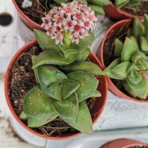 Crassula Springtime