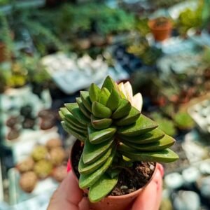 Crassula Talisman