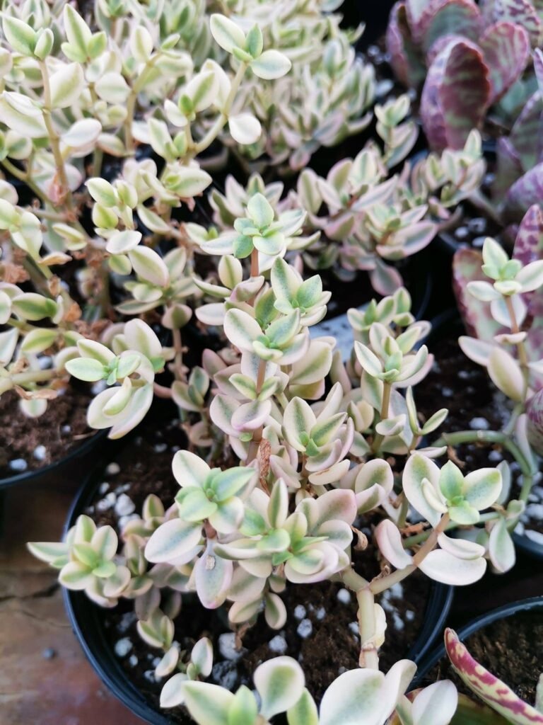 Crassula Volkensii Variegata