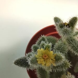 Delosperma Echinatum