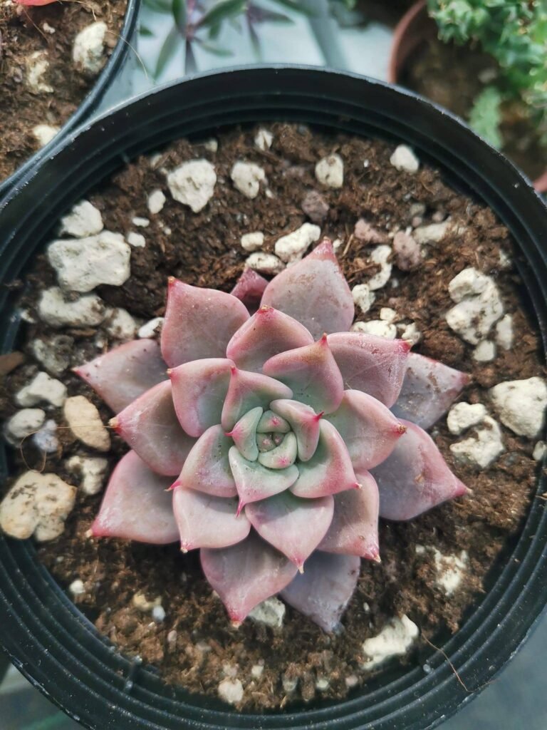 Echeveria A-pink