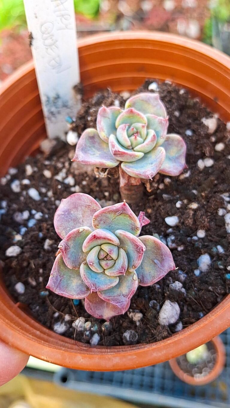 Echeveria Fairy Queen Korean
