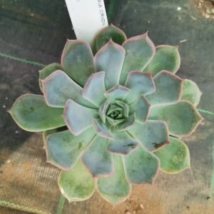 Echeveria Orion