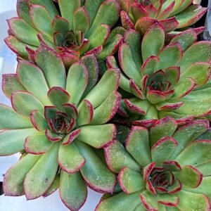 Echeveria agavoides Red Edge