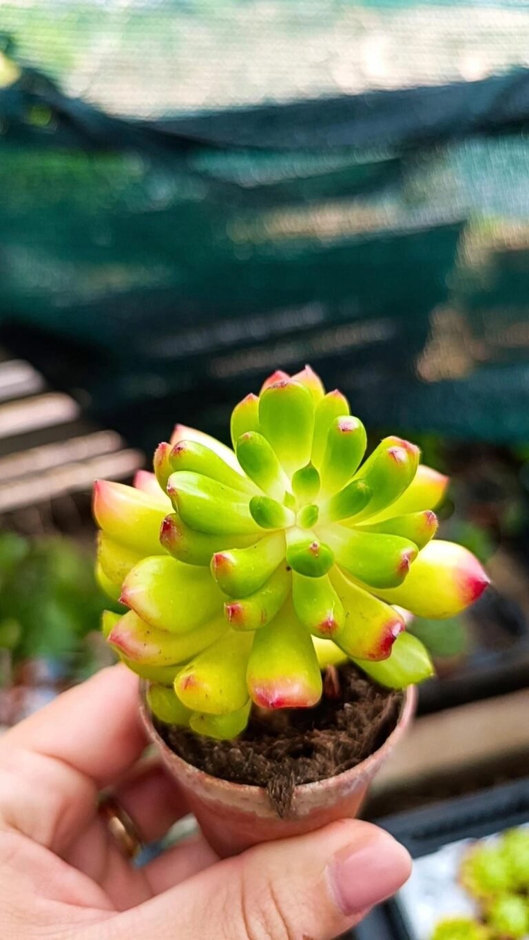 Echeveria Red lantern korean