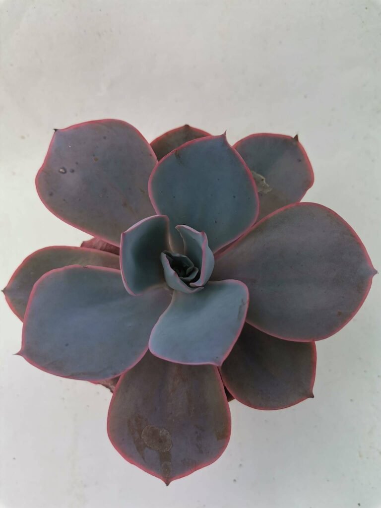 Echeveria Afterglow