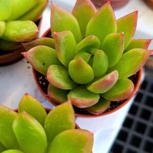 Echeveria Agavoides