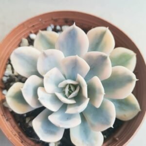 Echeveria Agavoides Akaihosi Variegata