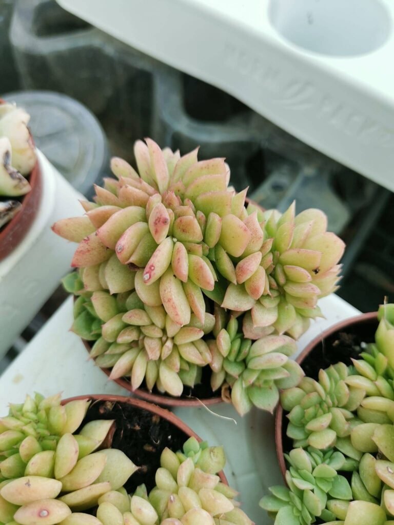 Echeveria agavoides Gilva Crestata