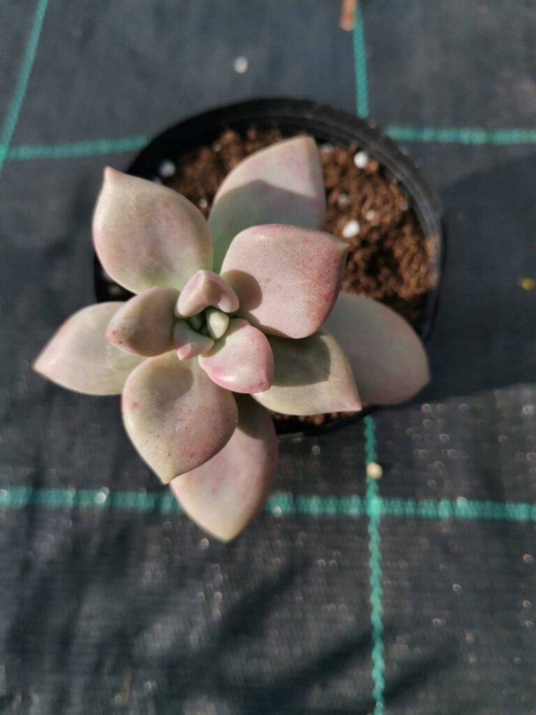 Echeveria Aphrodite Korean
