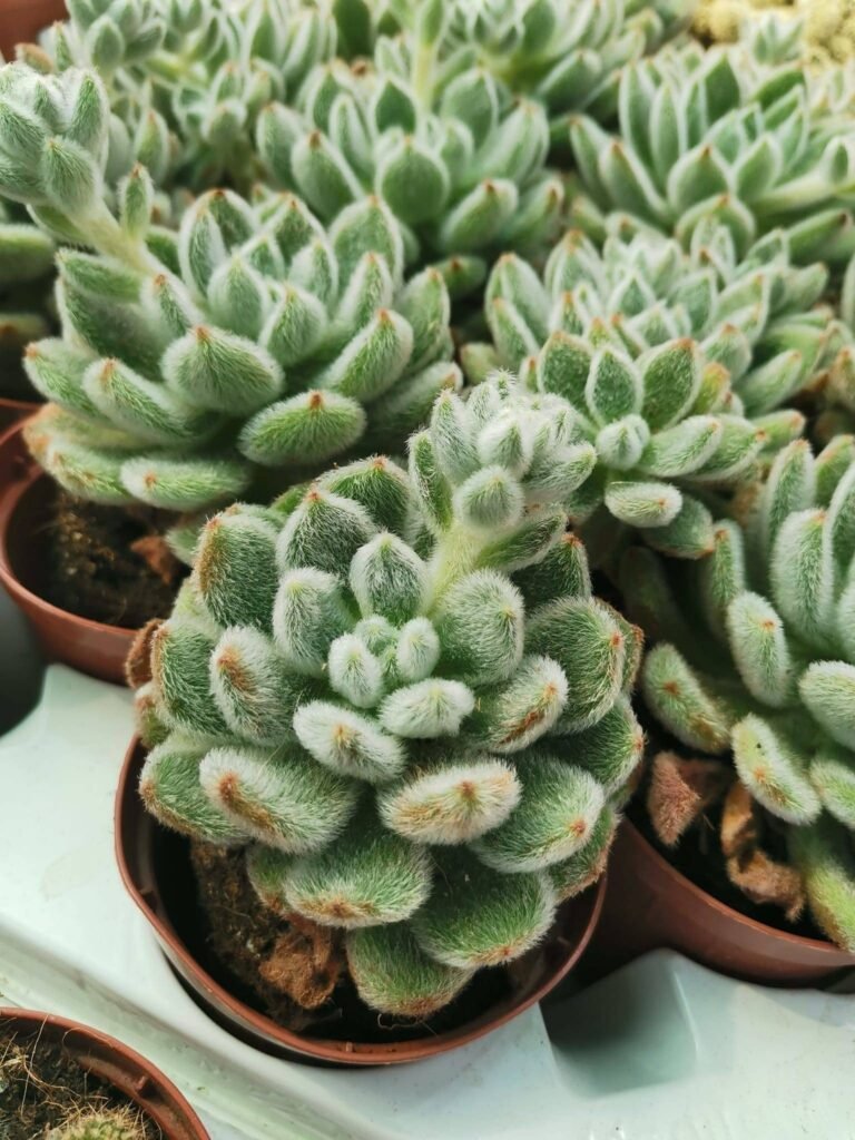 Echeveria Bombycina