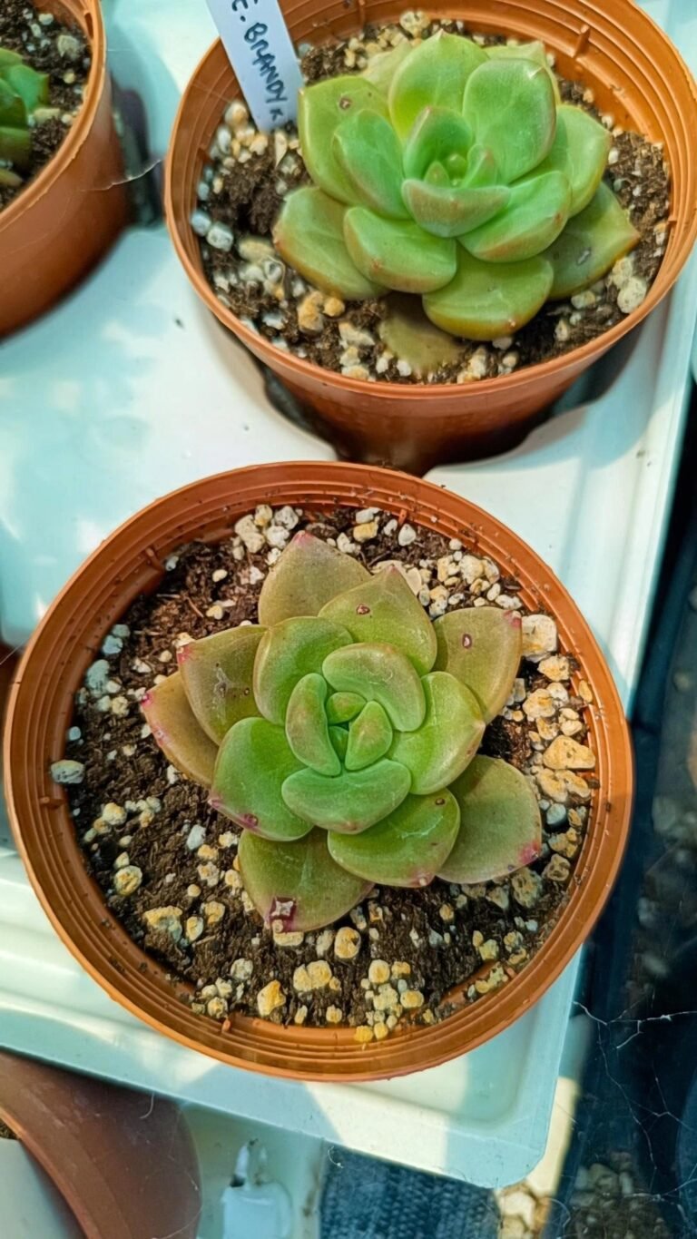 Echeveria Brandy korean
