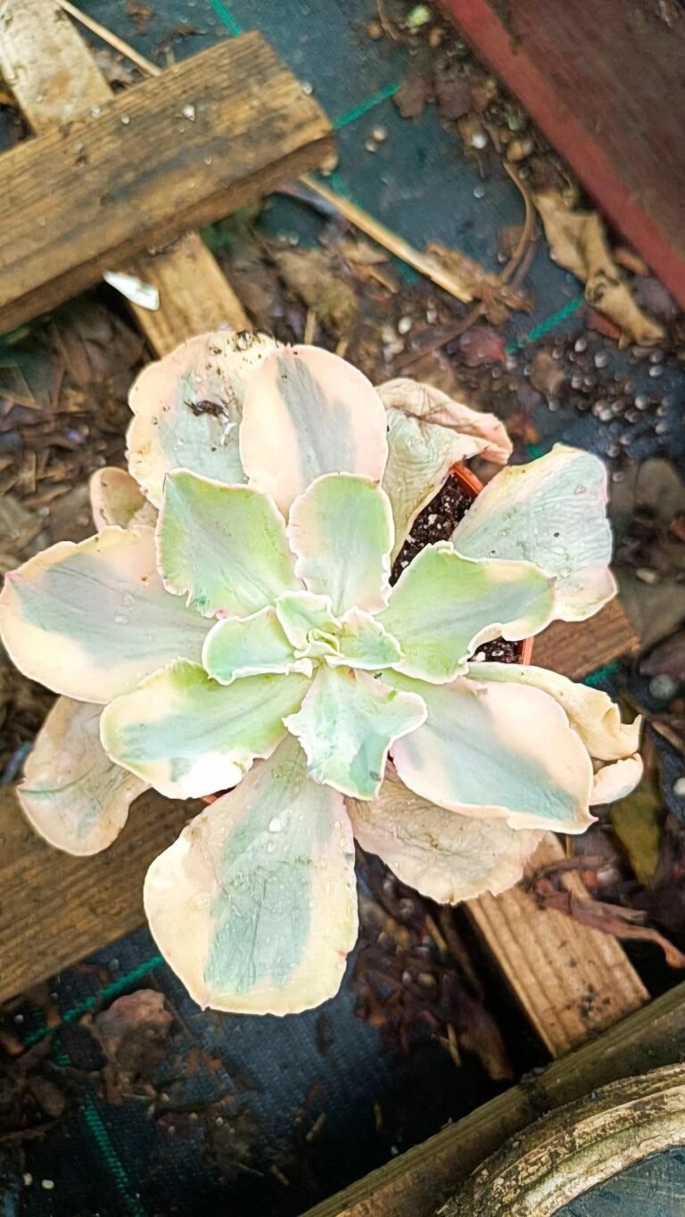 Echeveria chantilly Pink Angel Variegata korean