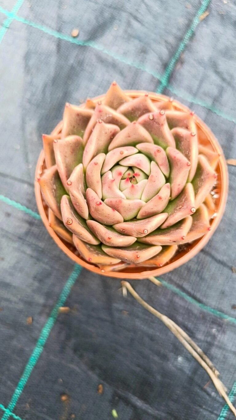 Echeveria colorata x tobarensis