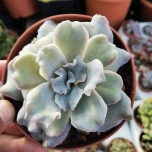 Echeveria Crispate Beauty