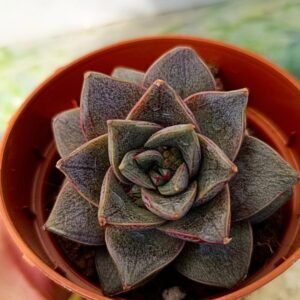 Echeveria Dionysos