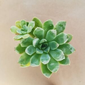 Echeveria Elegans