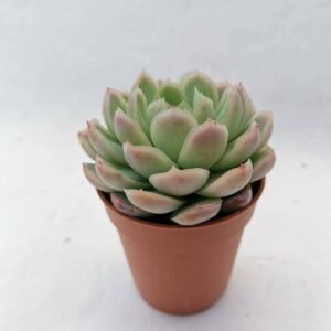 Echeveria Elegans Raspberry Ice