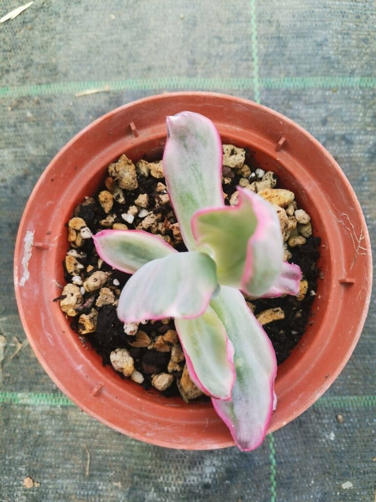 Echeveria Flying Cloud Variegata