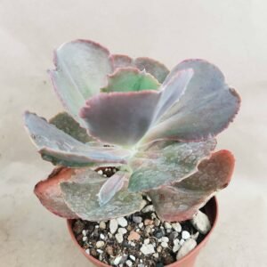 Echeveria Gibbiflora Bittersweet