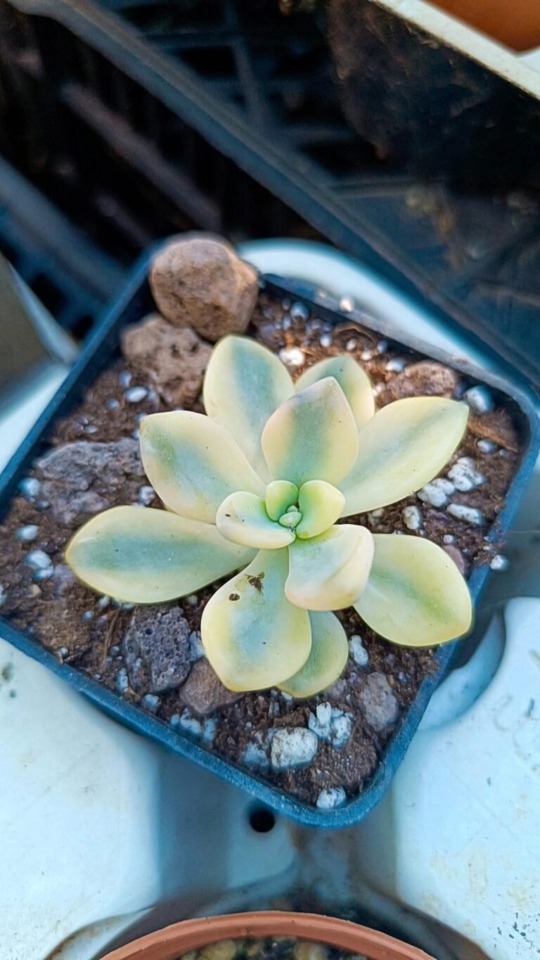 Echeveria grand palace Variegata