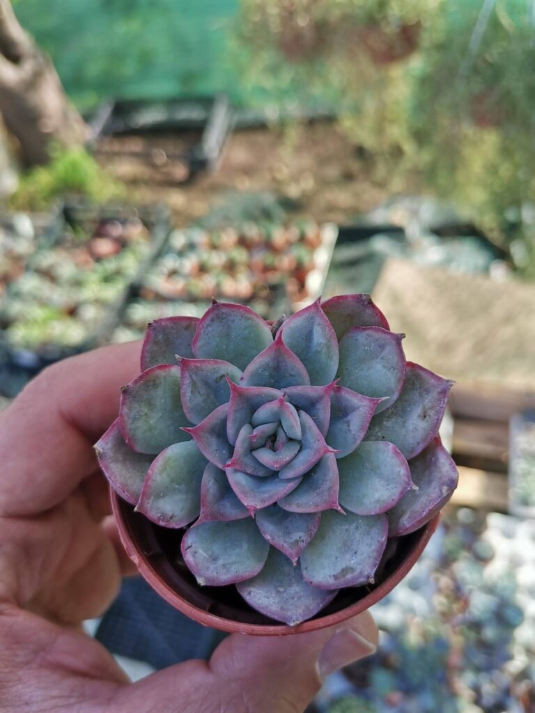 Echeveria Hercules