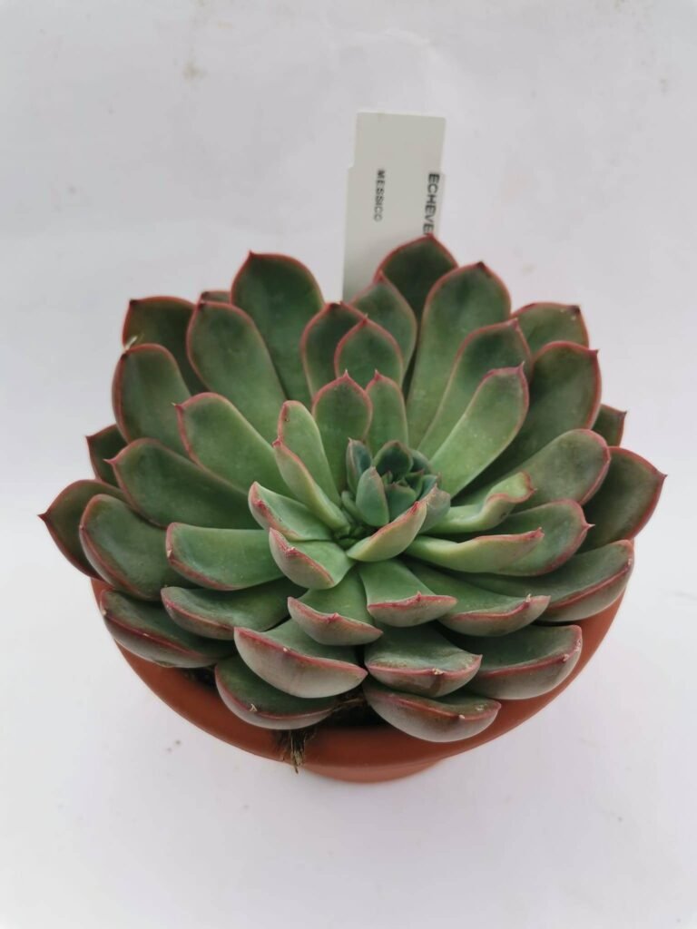 Echeveria Hercules