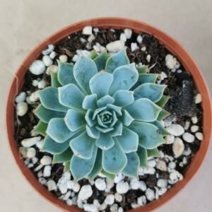 Echeveria Kirov