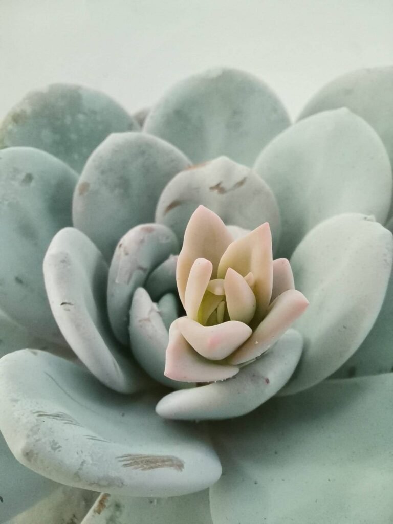 Echeveria Lauii