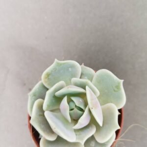 Echeveria Lola