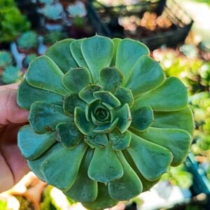 Echeveria Love's Light