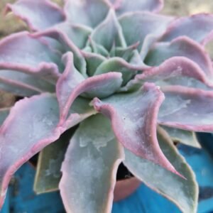 Echeveria Madiba