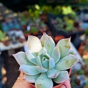 Echeveria Menchaca