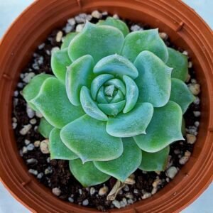 Echeveria mijing korean
