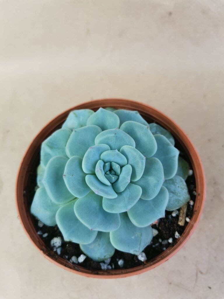 Echeveria Mont Blanc