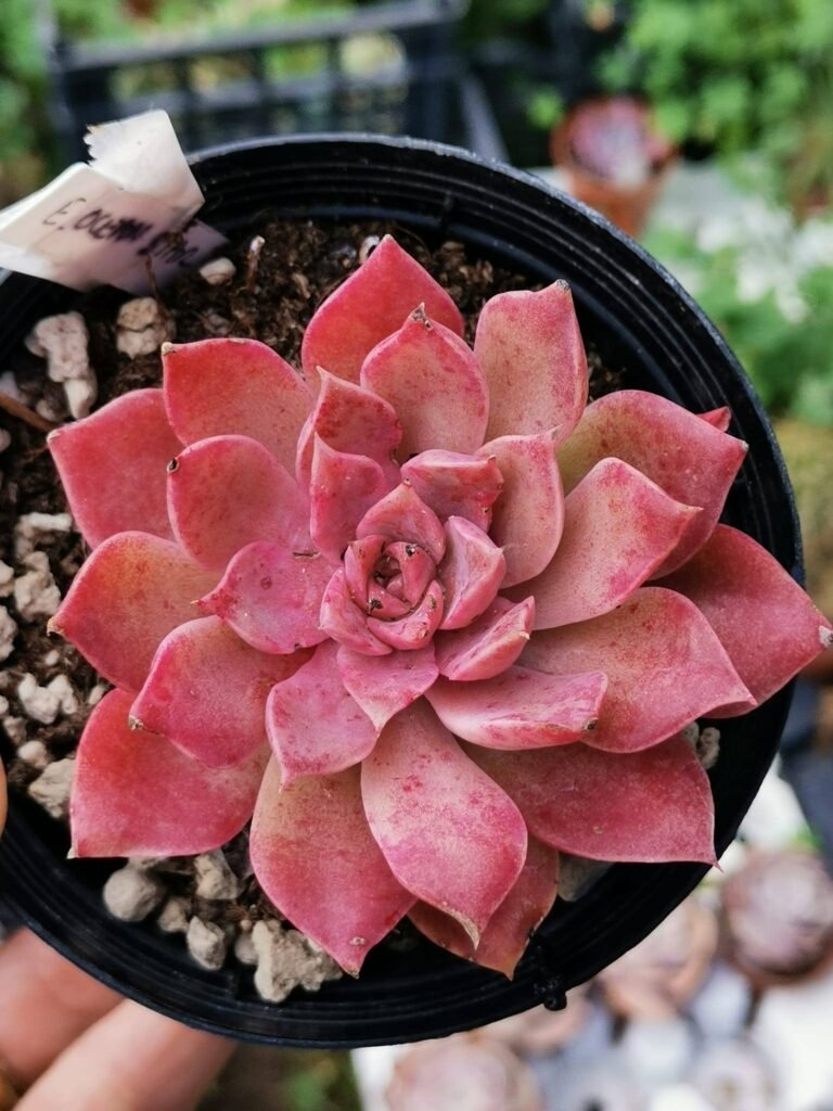 Echeveria Ocean Star Korean