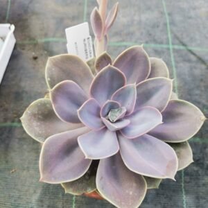 Echeveria Perla di Norimberga
