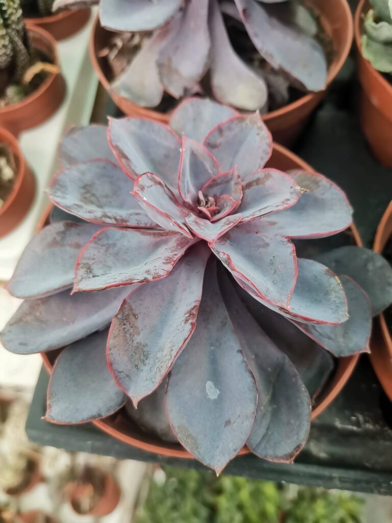Echeveria Perla di Norimberga Brasil Purple