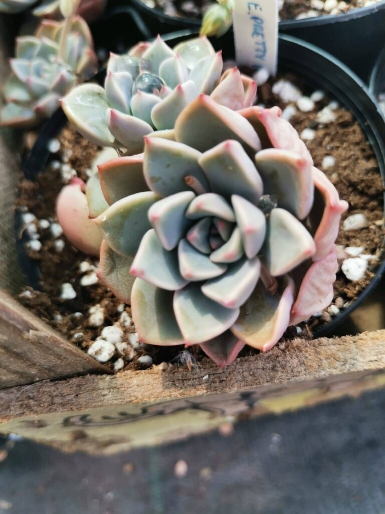 Echeveria Pretty In Pink korean