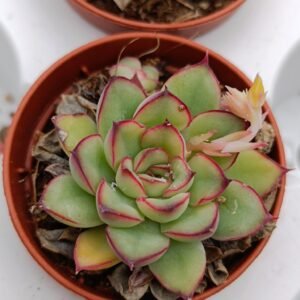 Echeveria Pulidonis