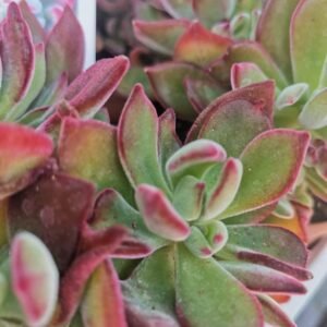 Echeveria Pulvinata Devotion