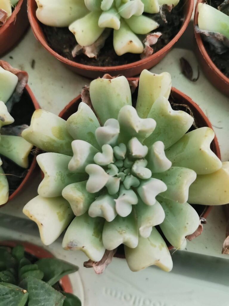 Echeveria Runyonii Topsy Turvy