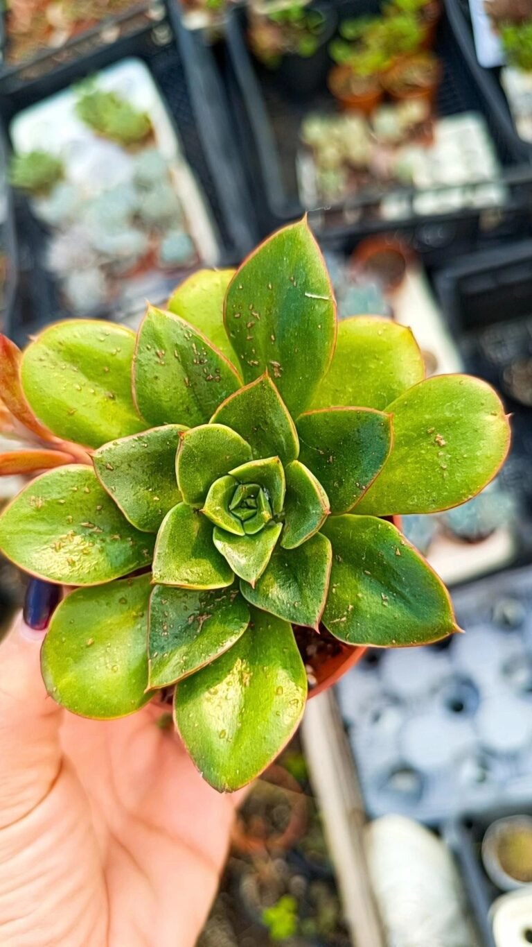 Echeveria Salsa Verde
