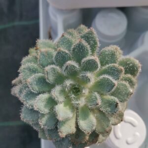 Echeveria Setosa v. deminuta Rundelli