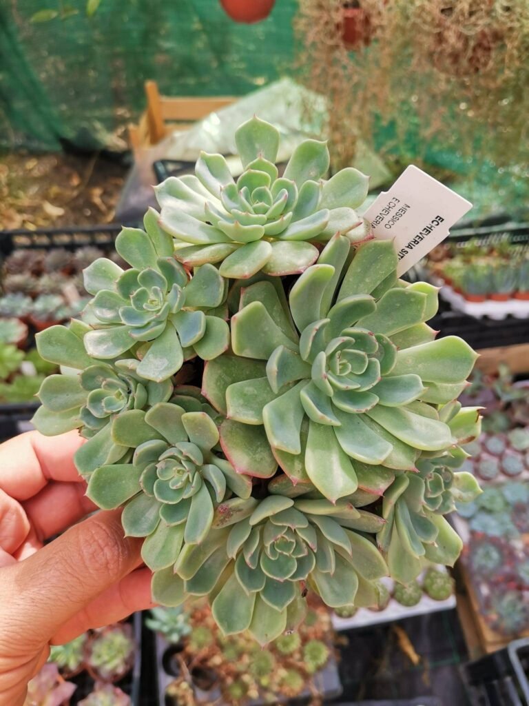 Echeveria Sitifukumiama