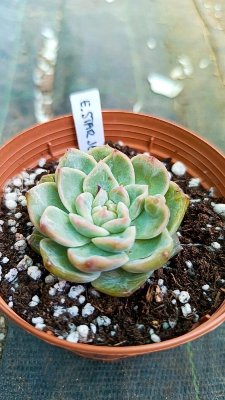 Echeveria Star Jenny korean